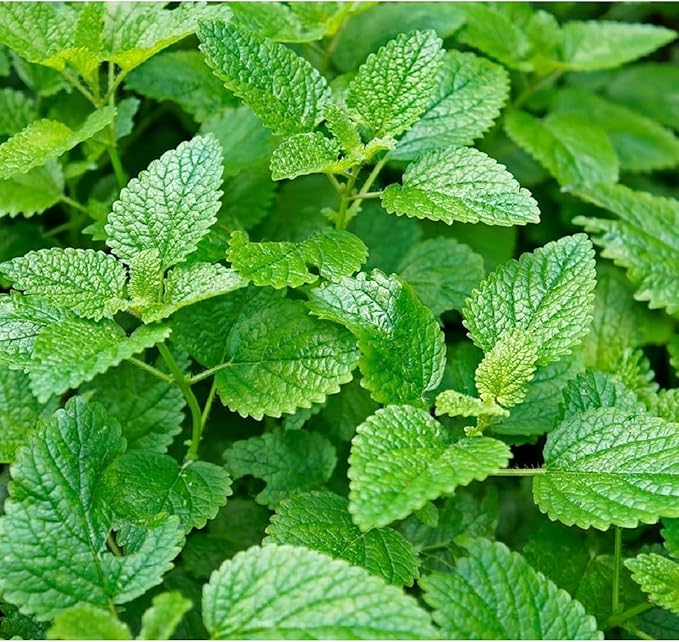 NYGardenia 1000 Mint Seeds – Fresh Green Herb for Kitchen Garden & Container Planting, Fast-Growing Variety
