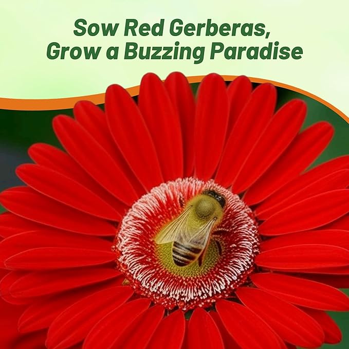 Outsidepride Red Gerbera Seeds - 10 Pcs Perennial, Compact & Low Maintenance, Flower Seeds for Planting w/Mounding Foliage & Vibrant Red Blooms, Ideal for Garden Landscaping & Cut Flower Arrangements