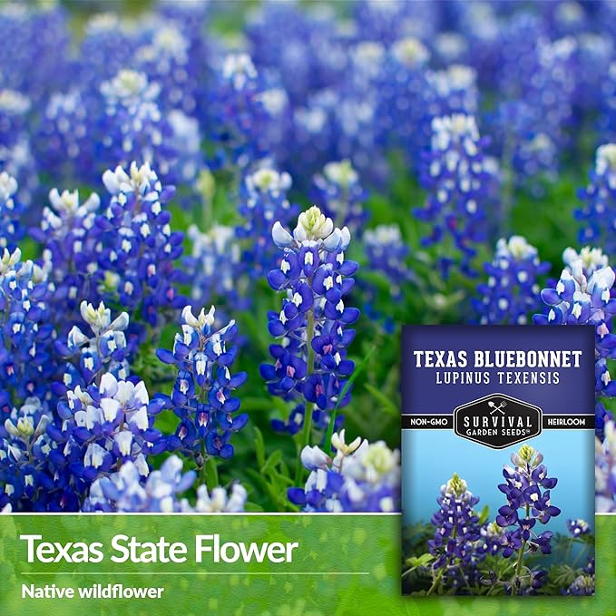 Texas Bluebonnet Seeds for Planting - 3 Packets with Instructions to Plant & Grow Lupinus Texenisis in Your Home Wildflower Garden - Non-GMO Heirloom Variety- Survival Garden Seeds - Drought Resistant