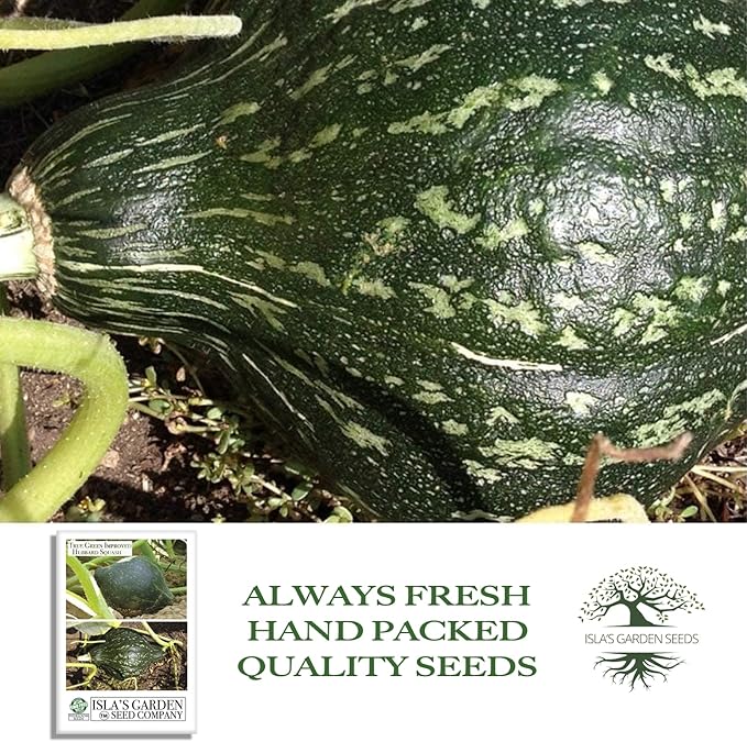 True Green Improved Hubbard Squash Seeds (Cucurbita Maxima) – 25 Heirloom Non-GMO Seeds by Isla’s Garden Seeds, Ideal for Planting, Excellent for Home Gardens, Perfect Gardening Gift