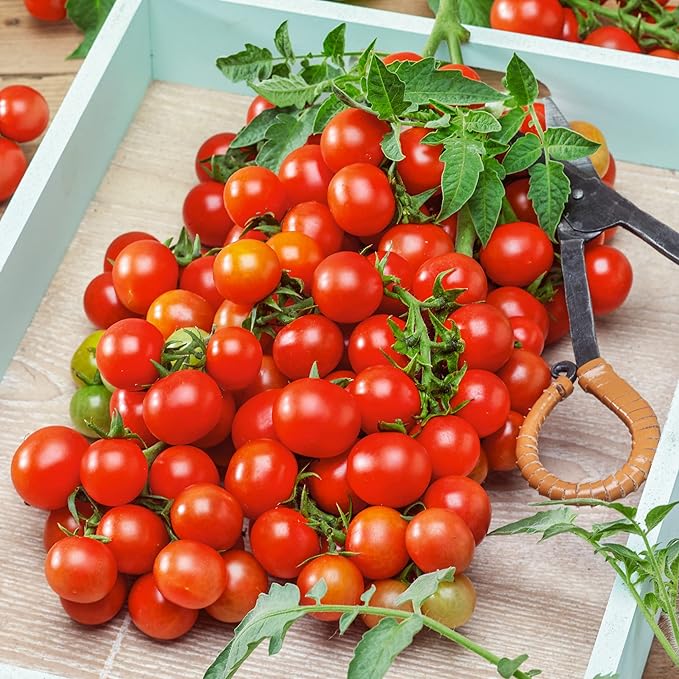 Red Cherry Small Tomato Seeds - 4 Oz ~27200 Seeds - Non-GMO - Vegetable Garden - Solanum lycopersicum