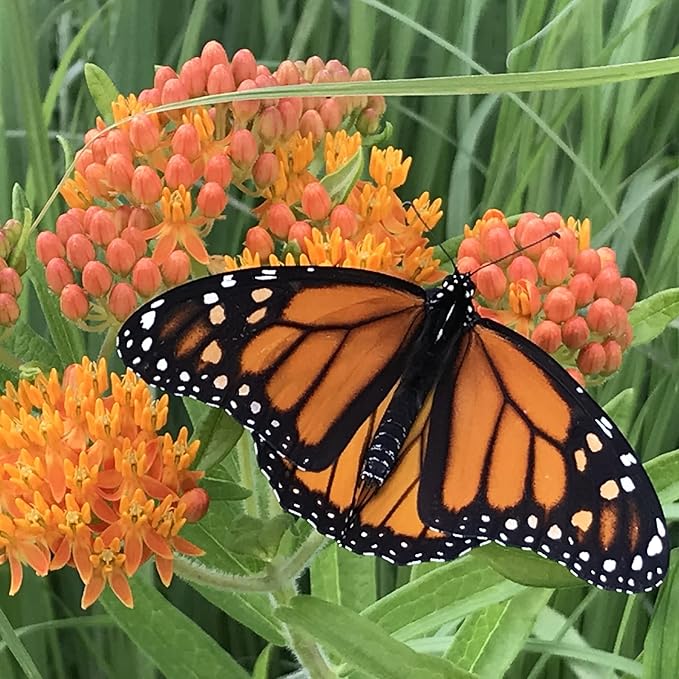 The Old Farmer's Almanac Butterfly Milkweed Flower Seeds - Premium Non-GMO, Open Pollinated, USA Origin (1 Packet - 400 MG - Approx 40 Seeds)