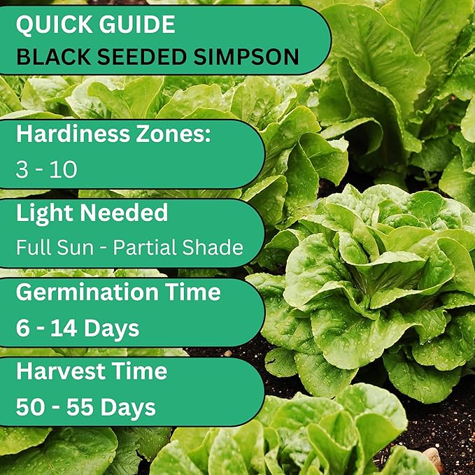 Woods Creek Seeds: Black Seeded Simpson Heirloom Lettuce Seeds for Planting - Over 1,700 Non-GMO Seed Pack for Indoors, Outdoors, or as Hydroponic Seeds - Beginner-Friendly Green Leaf Lettuce Seed