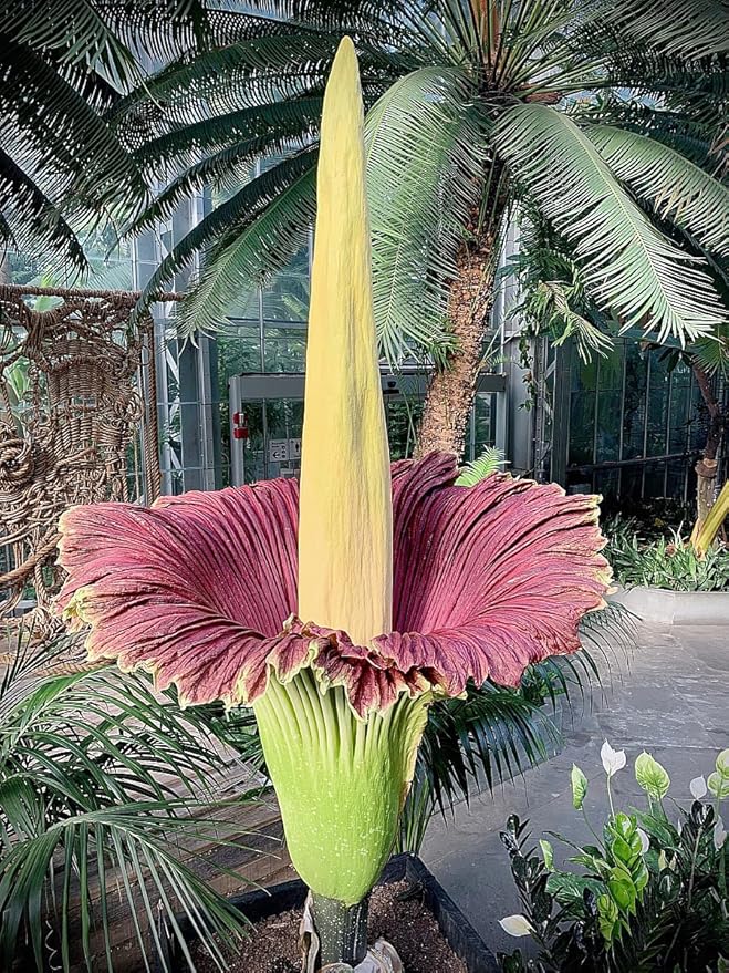 Corpse Flower - World's Largest Flower - 8+ Feet Tall - 10 Seeds - Growing Instructions are Included