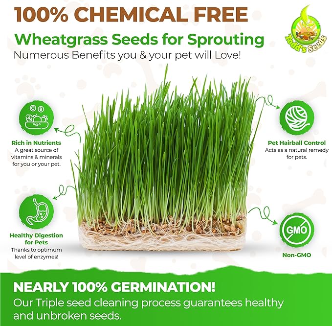 Todd's Seeds Wheatgrass Seeds; Hard Red Winter Wheat, Non-GMO, Chemical Free, High Germination (2 1/2 Pounds)