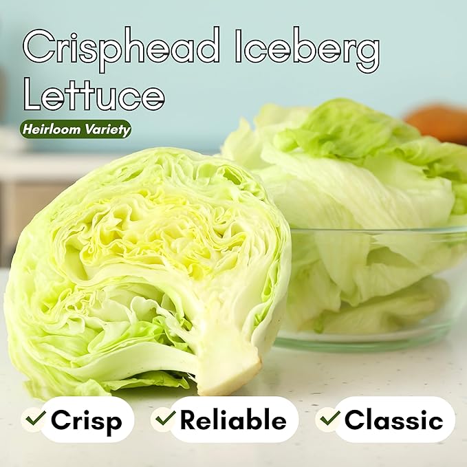 Crisphead Iceberg Lettuce Seeds for Planting - Heirloom, Non-GMO Head Variety with Dense, Crunchy Heads for Fresh Salads, Sandwiches, and Home Garden Growing | Woods Creek Seeds