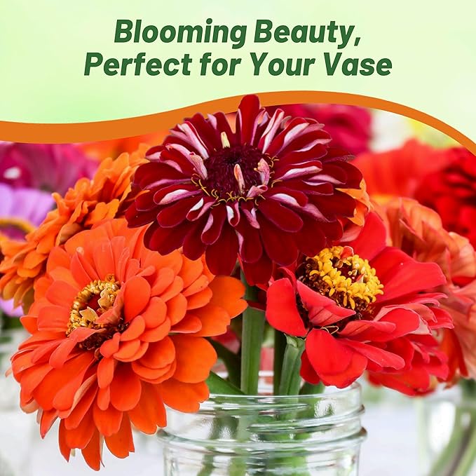 Outsidepride Berry Tart Zinnia Seeds - 1000 Pcs Annual, Heat & Drought Tolerant Flower Seeds for Planting w/Vibrant Blooms for Pollinator Gardens & Floral Arrangements