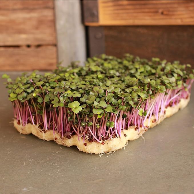 Purple Vienna Kohlrabi Garden Seeds - 4 Gram Packet- Non-GMO, Heirloom Vegetable Gardening & Microgreens Seeds