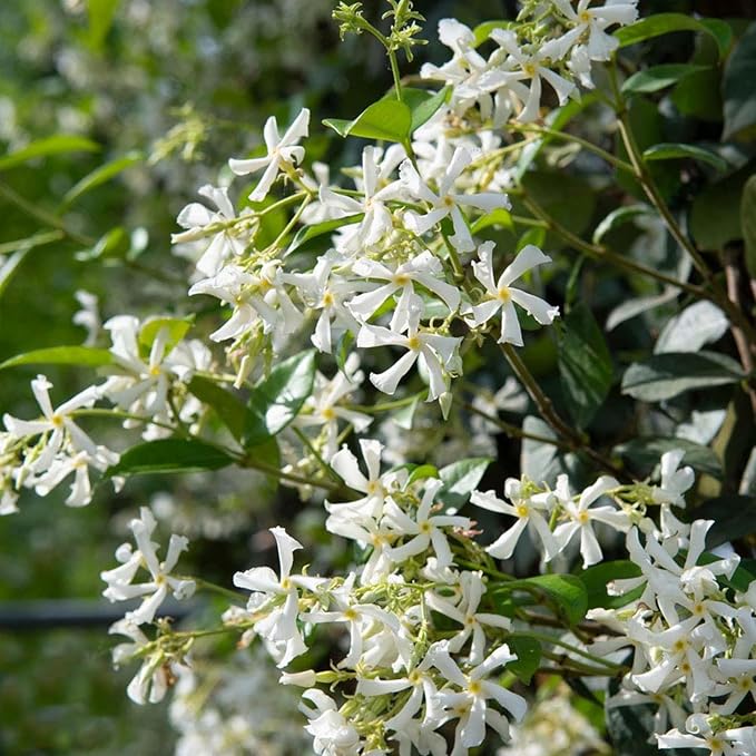 200+ Mixed Star Jasmine Flower Seeds for Planting Climbing Jasmine Fragrant Plant Seeds Non-GMO Garden Home Garden Balcony Climbing Flower