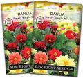 Sow Right Seeds - Dwarf Single Mix Dahlia Flower Seeds for Planting - Non-GMO Heirloom Packet - Rare Colors to Attract Pollinators - Cut and Come Again - Symmetrical Blooms Great for Bouquets (2)