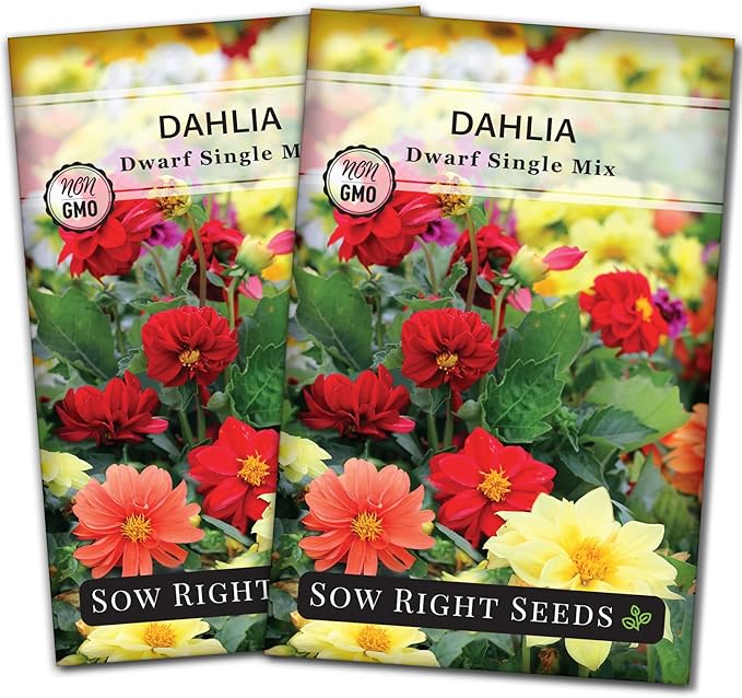 Sow Right Seeds - Dwarf Single Mix Dahlia Flower Seeds for Planting - Non-GMO Heirloom Packet - Rare Colors to Attract Pollinators - Cut and Come Again - Symmetrical Blooms Great for Bouquets (2)