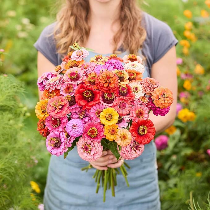 Eden Brothers Zinnia Seeds - Pumila/Cut & Come Again Mix, Non-GMO Seeds for Planting, 1 oz | Low-Maintenance Flower Seeds, Plant During Spring, Zones 3, 4, 5, 6, 7, 8, 9, 10