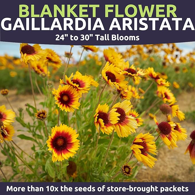 Blanket Flower – Gaillardia aristata – Large 4 Ounce Packet – 36,000 Flower Seeds for Planting