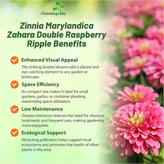 Outsidepride Zahara Double Raspberry Ripple Zinnia Seeds - 100 Pcs Annual, Hardy, Heat & Drought Tolerant, Deer Resistant, Ideal for Pollinator Gardens, Cut Arrangements, Flower Beds or Containers