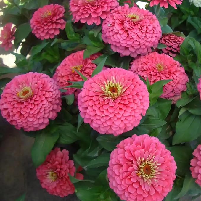 Mixrug Mixed Zinnia Seeds for Planting, 1000pcs Rare Colorful Perennial Zinnia Flowers Seeds Plants, Non-GMO Heirloom Open Pollinated Beauty Home Garden Flowers for Outdoors