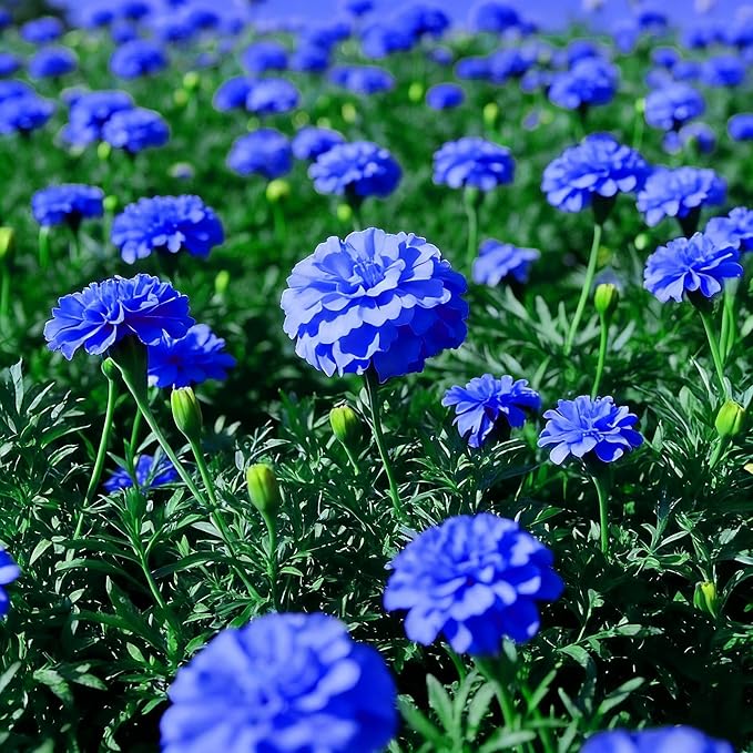 980+ Perennial Marigold Flower Plant Seed Outdoor-Attracts Bees&Butterflies Fragrant Butterfly