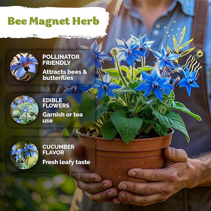 KVITER 150 Borage Seeds (Borago officinalis) - Blue Strawflower, Edible Flower for Teas, Attracts Pollinators - Organic & Heirloom Herb Seeds for Planting in Outdoor & Indoor Garden, Beds, Containers