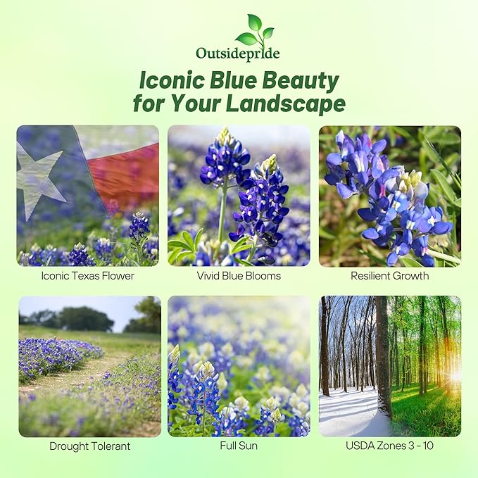 Outsidepride Texas Bluebonnet Seeds - 500 Pcs Annual Lupinus Texensis, Heirloom Quality, Drought-Tolerant Wildflower Seeds w/Blue Blooms for Vibrant Spring Displays, Landscape, & Attracts Pollinators