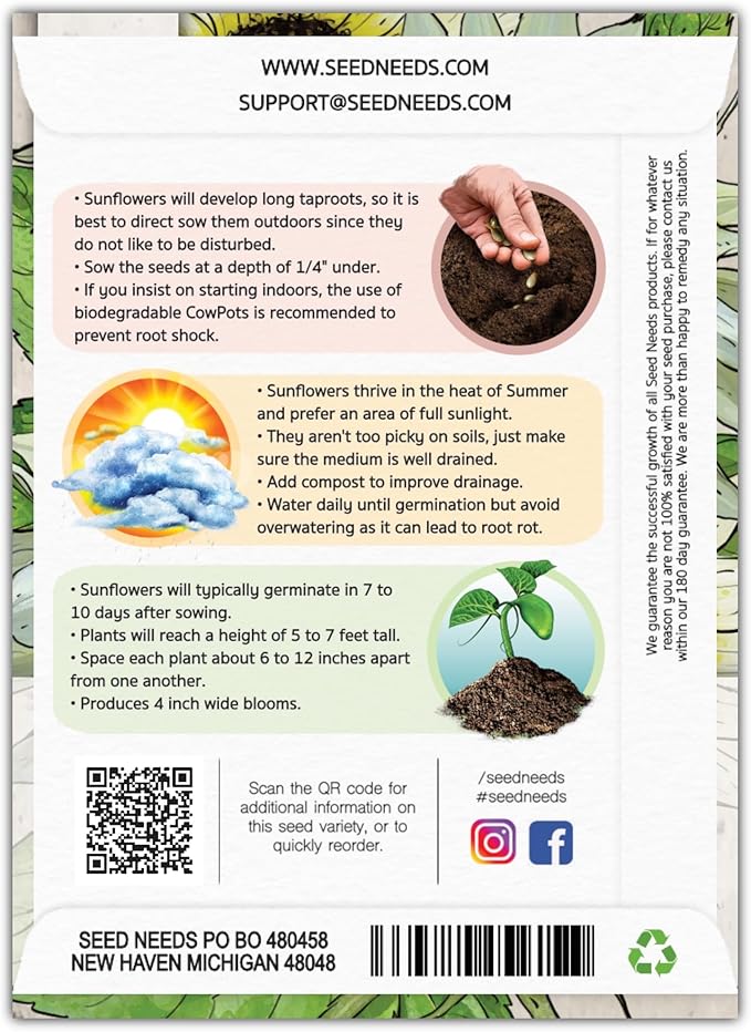 Seed Needs Italian White Sunflower Seeds for Planting Pale Yellow Sunflowers - Heirloom & Open Pollinated Flower Seed to Plant an Outdoor Butterfly Garden (2 Packs)