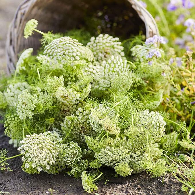 Eden Brothers Bishop's Flower Seeds - Green Mist