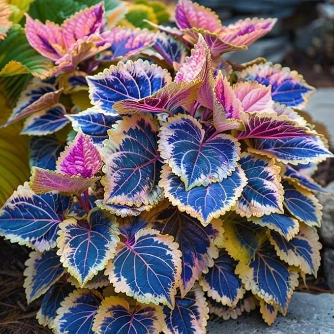 200+ Rainbow Coleus Seeds for Planting - Mix Coleus Seeds Non-GMO Heirloom Beautiful Flowers to Plant Indoors or Outdoors