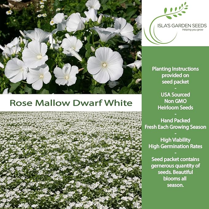 Dwarf White Rose Mallow Flower Seeds (Lavatera trimestris) – 100+ Heirloom Seeds per Packet, by Isla’s Garden Seeds, Compact Blooms for Home Gardens, Borders, Containers, Summer Flowers, Gift Idea