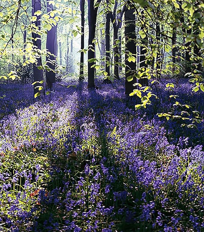 10 English Bluebell Bulbs - Hyacinthoides Non-scripta, Classic Woodland Spring Flowers, Ideal for Naturalizing and Shade Gardens, Woodland Planting. in England, These Make a Glorius Sight