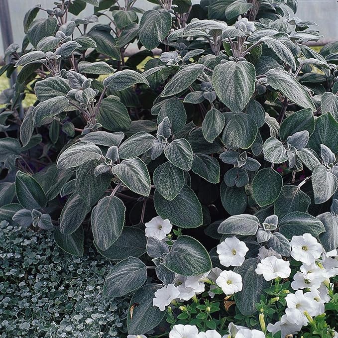 Outsidepride Silver Shield Plectranthus Seeds - 15 Pcs Perennial, Shade-Adapted, Heat-Friendly Plant Seeds for Outdoor Perennials, Attractive Silvery Foliage & Low Maintenance Garden Plants