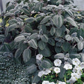Outsidepride Silver Shield Plectranthus Seeds - 15 Pcs Perennial, Shade-Adapted, Heat-Friendly Plant Seeds for Outdoor Perennials, Attractive Silvery Foliage & Low Maintenance Garden Plants