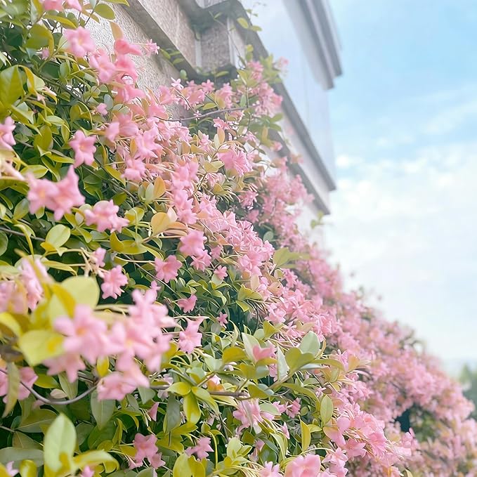 Climbing Jasmine Flower Seeds for Planting, 100+pcs Rare Perennial Fragrant Climber Jasmine Flower Seeds Plants, Non-GMO Heirloom Beauty Windmill Climbing Flowers in Home Garden Outdoors