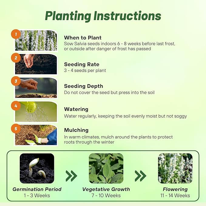 Outsidepride White Victory Salvia Seeds - 2000 Pcs Perennial, Compact, Heavy Blooming & Drought-Tolerant Sage Seeds for Planting Fragrant White Blooms for Butterfly & Hummingbird Gardens & Landscaping