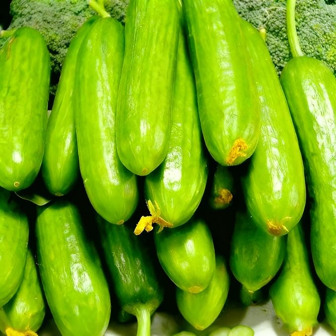 Cucumis Vegetable Fruit Seeds for Planting, 100 Cucumber Seeds, Heirloom Delicious Cucumber Vegetable Seeds for Small Garden Border, Home Outdoor