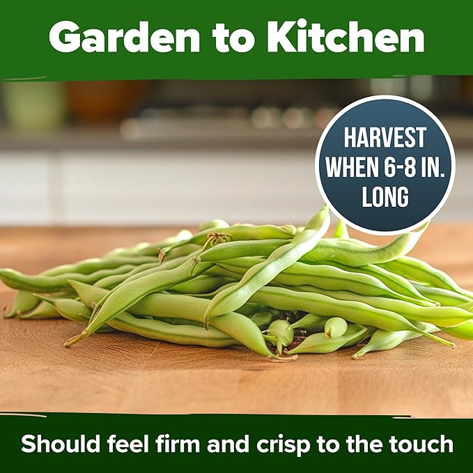 HOME GROWN Contender Bush Seeds - 56 Non GMO Heirloom Green Beans for Planting - Emergency Food Supply (Phaseolus vulgaris)