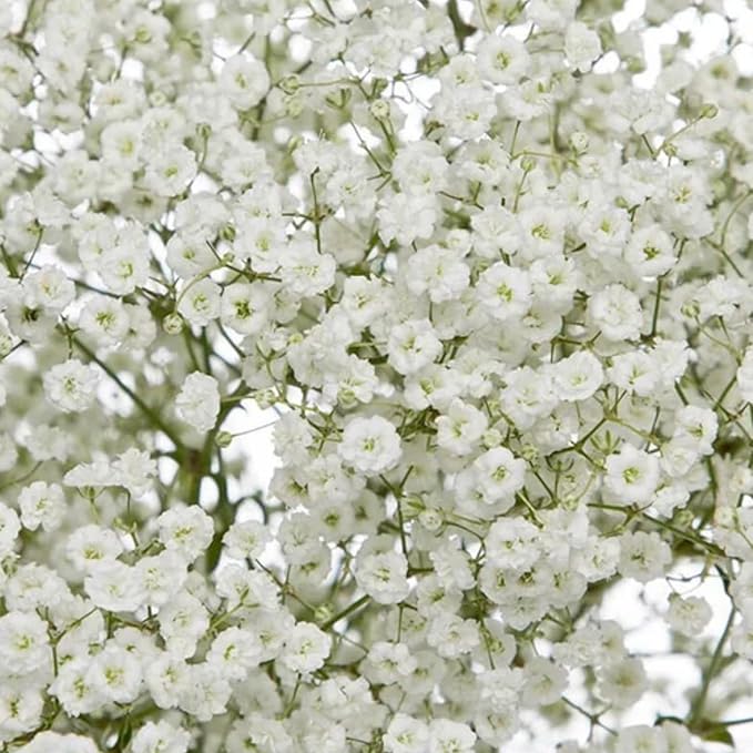 1000+ Mixed Baby's Breath Flower Seeds Annual Baby's Breath Flower Perennial Cut Flowers Non-GMO Gypsophila Paniculata Garden Outdoor