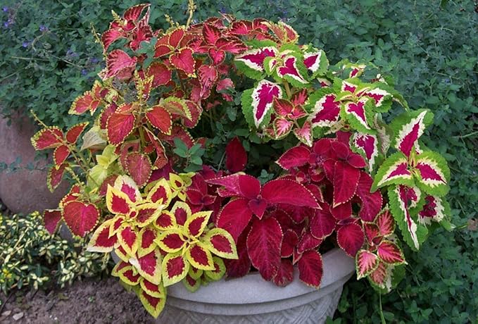 100+ Seeds Coleus Exotic (Black, Chocolate, Red Dragon, Watermelon) Indoor Full Sun - Flower Mix