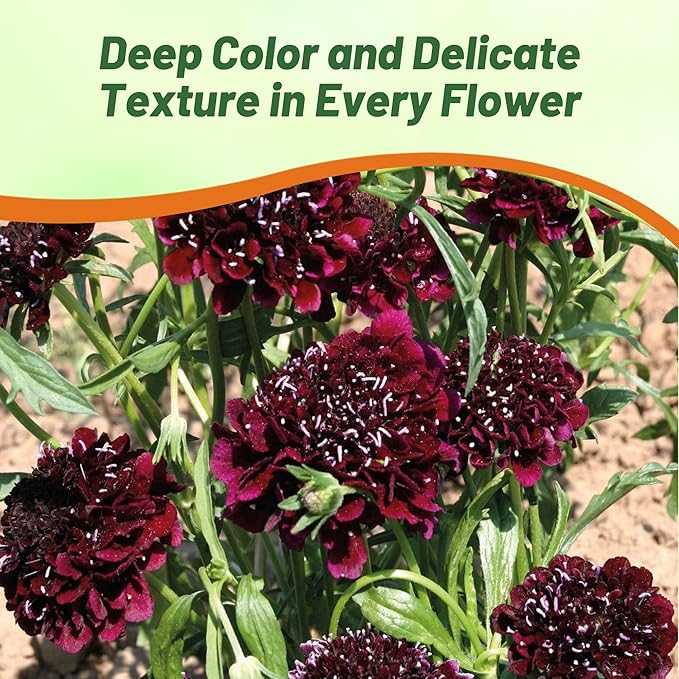 Outsidepride Burgundy Beau Scabiosa Seeds - 100 Pcs Perennial Pincushion Flower Seeds That Attract Pollinators, Upright & Neat Growth Habit for Small Gardens, Borders, Containers, & Xeriscaping