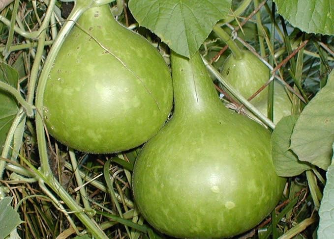 CEMEHA SEEDS - Seeds Calabash Bottle Gourd Long Lagenaria Giant Non GMO Vegetable for Planting