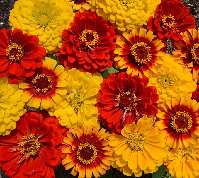 Outsidepride South of The Border Zinnia Seeds - 2000 Pcs Annual, Heat & Drought Tolerant Flower Seeds for Planting w/Vibrant Blooms for Pollinator Gardens & Floral Arrangements