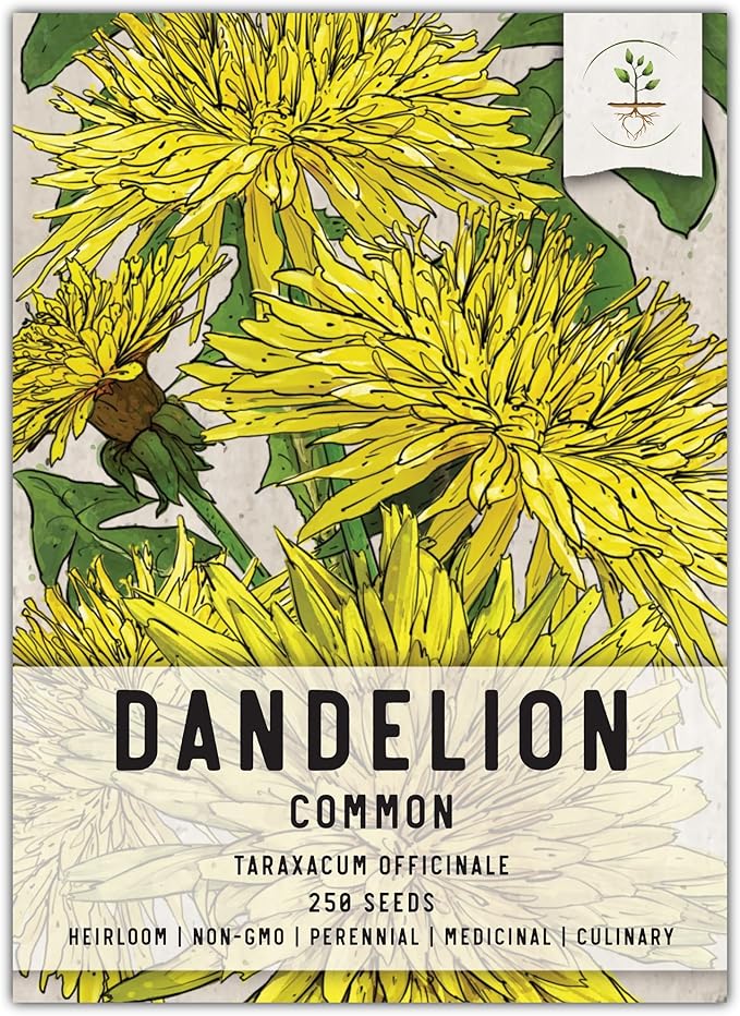 Seed Needs Dandelion Seeds for Planting Taraxacum officinale - Non-GMO Heirloom & Untreated Perennial Herbs - Grow Salad Greens, Food for Tortoises, Rabbits & Bearded Dragons (1 Pack)