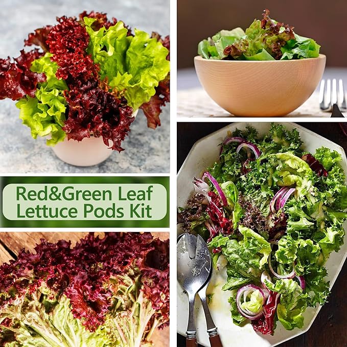 Romaine Seed Pods Kit for Hydroponics, 12 Pods Grow Anything Kit for Indoor Hydroponics Growing System, Hydroponics Supplies with 12 Grow Sponges, 12 Plant Baskets, 12 Pod Domes and Labels