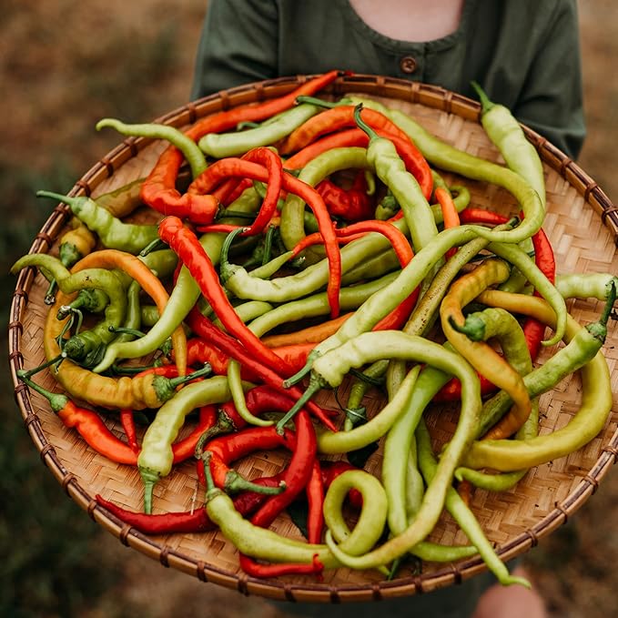 Sari Sivri Corbaci Pepper - 25 Seeds - Turkish Yellow Sweet Pepper, Heirloom & Open-Pollinated Variety, USA-Grown, non-GMO Vegetable Seeds for Planting Outdoors in the Home Garden, Thresh Seed Company