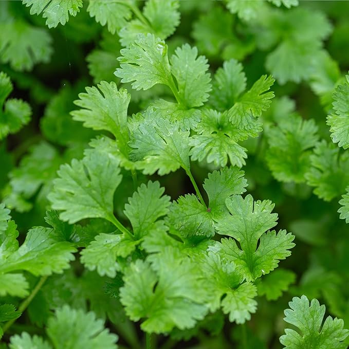 Banyan Botanicals Organic Cilantro Seeds – for Planting Cilantro from Seed – Coriandrum Sativum – 100 Count – Easy to Grow Open Pollinated Non-GMO Cilantro Seeds