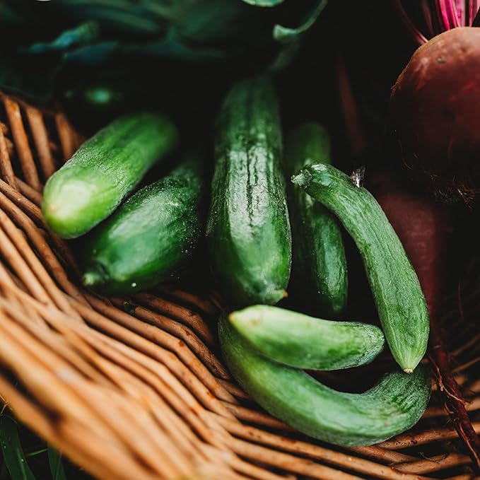 Beit Alpha Persian Cucumber - 25 Seeds - Heirloom Mini Cucumber Variety, Gynecious & Parthenocarpic Cucumber, Non-GMO, Heirloom Baby Cucumber Seeds for Planting in the Home Garden, Thresh Seed Company