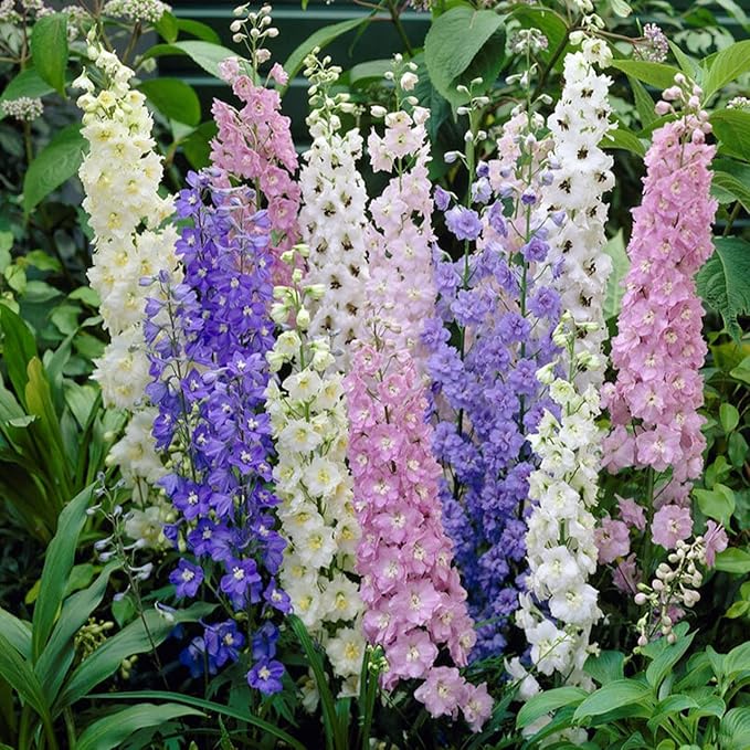 Todd's Seeds - Larkspur Giant Imperial Mix Seed - 2g Seed Packet - Beautiful White Flowers, Purple Flowers, & Pink Flowers