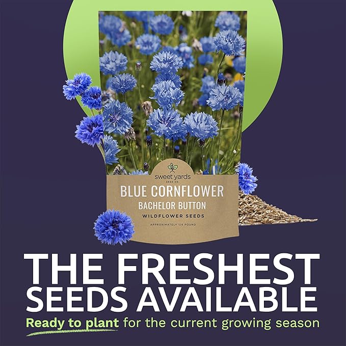 Blue Cornflower Seeds – Bachelor Buttons – Bulk Quarter Pound Bag – Over 20,000 Open Pollinated Non-GMO Wildflower Seeds – Centaurea cyanus