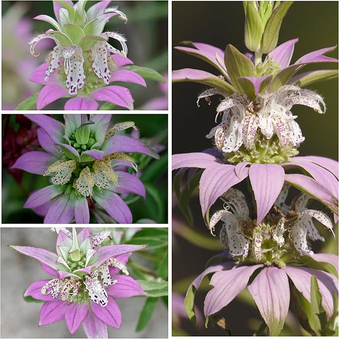 Seed Needs, Spotted Bee Balm Seeds - 300 Heirloom Seeds for Planting Monarda punctata - Medicinal Horsemint Herb, Open Pollinated, Attracts Pollinators (2 Packs)