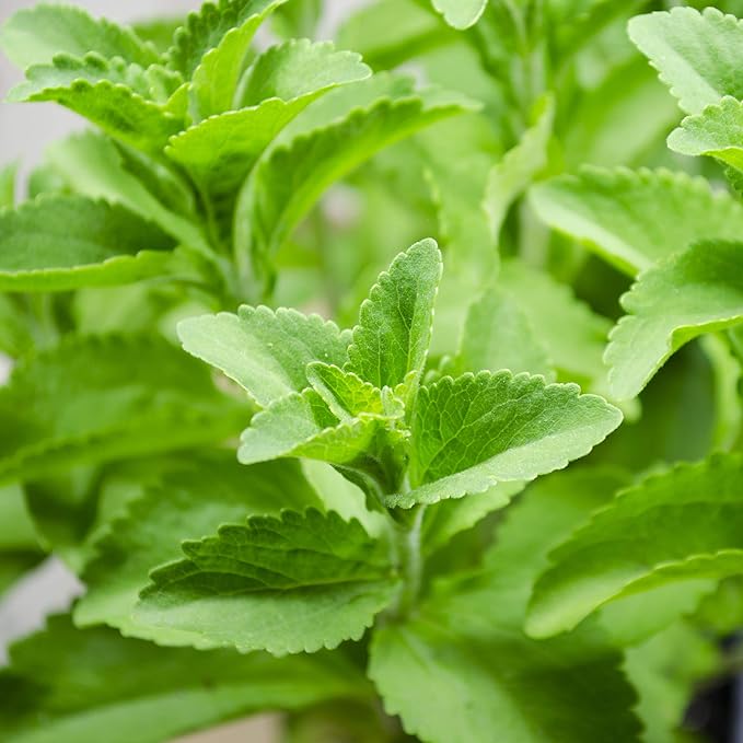 Outsidepride Stevia Sweetleaf Seeds - 100 Pcs. Perennial, Versatile & Low Maintenance, Herb Seeds for Planting Tender & Sweet Leaves, Great for Culinary Creations, Tea Blends, and Homemade Recipes