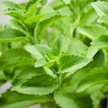 Outsidepride Stevia Sweetleaf Seeds - 100 Pcs. Perennial, Versatile & Low Maintenance, Herb Seeds for Planting Tender & Sweet Leaves, Great for Culinary Creations, Tea Blends, and Homemade Recipes