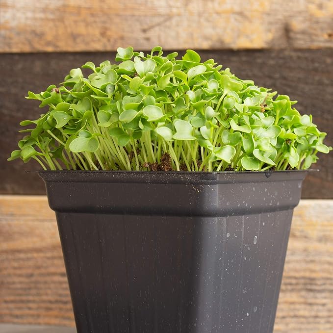 Kale Microgreens Seeds - 4 Oz ~32,000 Seeds - Non-GMO - Seed for Growing Micro Greens - Premium, High Germination Rate Seed - Brassica oleracea