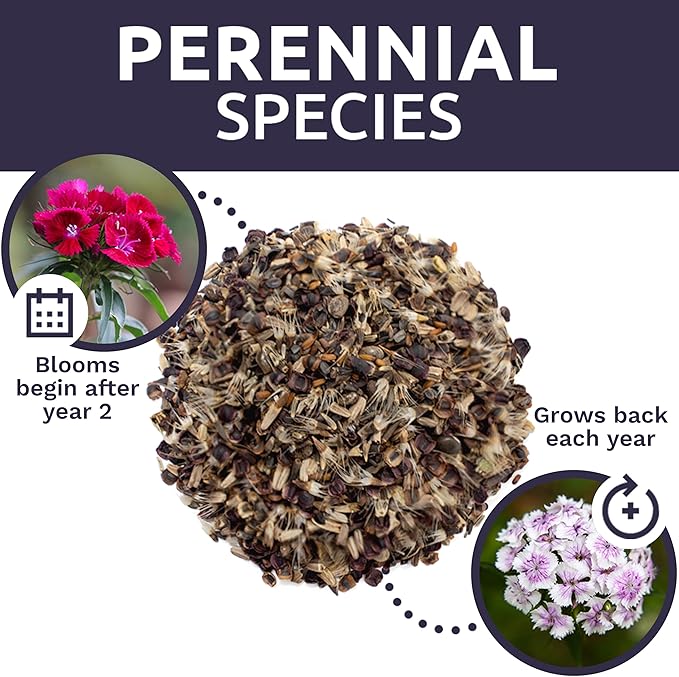 Perennial Wildflower Seeds Mixture - Bulk 1 Ounce Packet - Over 15,000 Pure Live Seed - Open Pollinated and Non GMO…